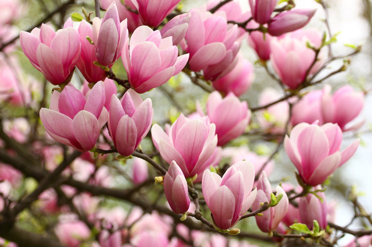 Pink magnolia